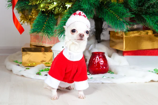 Small doggie in a New Year's suit — Stock Photo, Image