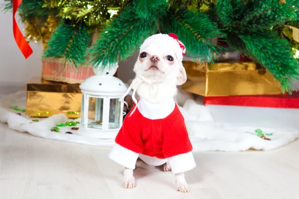 Kleiner Hund im Neujahrsanzug — Stockfoto