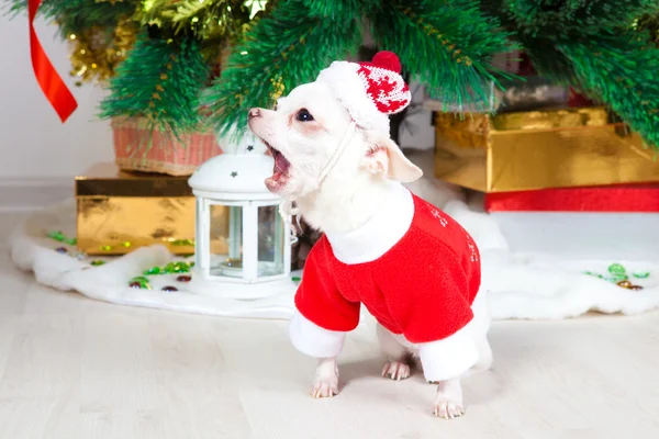 Kleiner Hund im Neujahrsanzug — Stockfoto