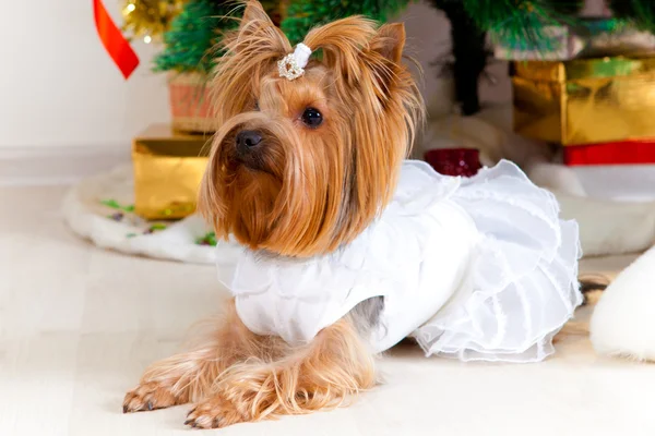El perrito pequeño en el traje con el oropel, un nuevo año —  Fotos de Stock