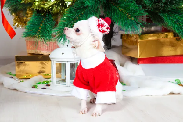 Kleiner Hund im Neujahrsanzug — Stockfoto