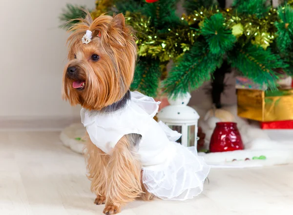 Small doggie in a suit with tinsel, new year — Stock Photo, Image