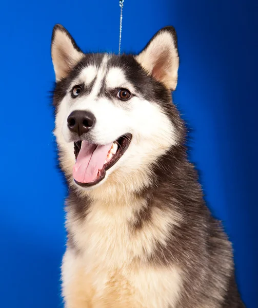 husky köpek