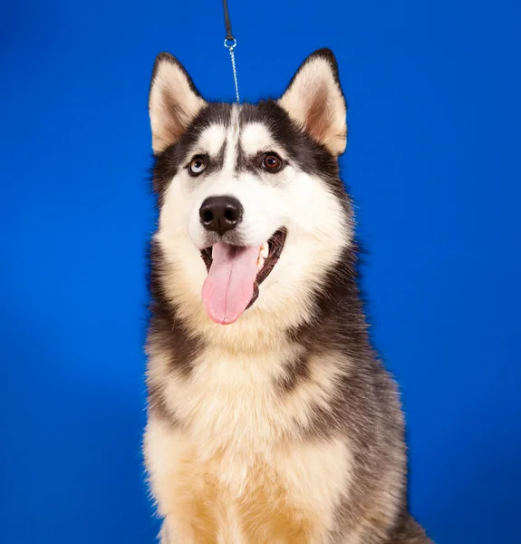 Dog husky — Stock Photo, Image