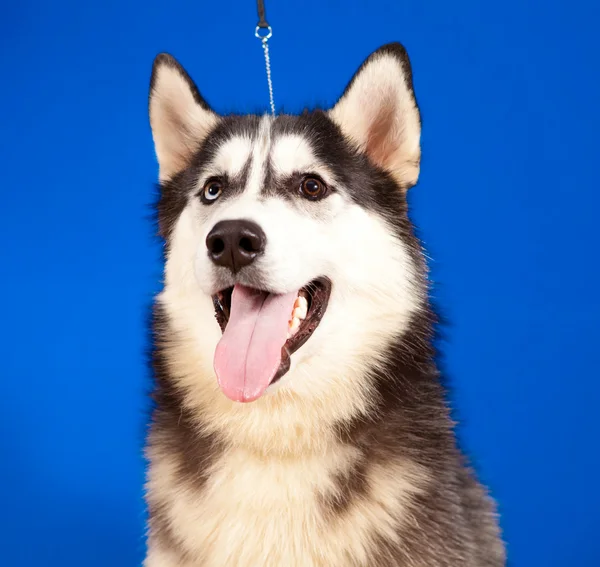 Dog husky — Stock Photo, Image