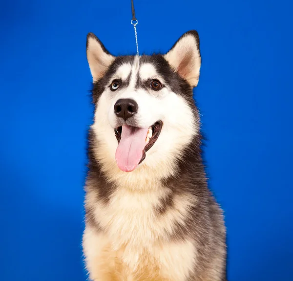 Dog husky — Stock Photo, Image