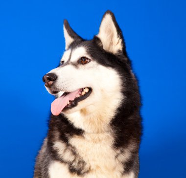 husky köpek