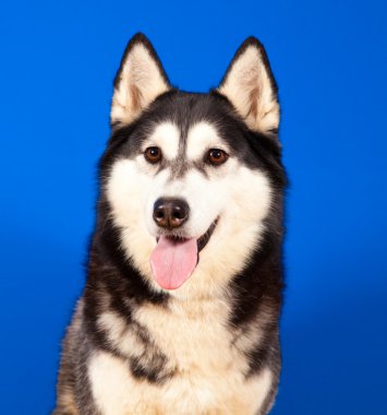 husky köpek