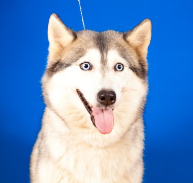 husky köpek