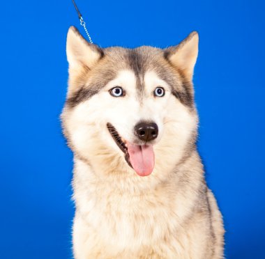 husky köpek