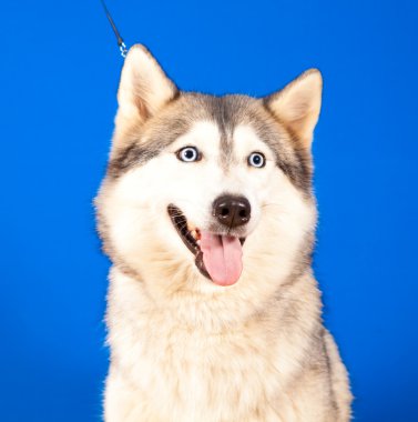 husky köpek