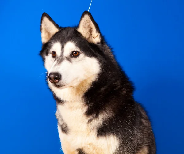 Dog husky — Stock Photo, Image