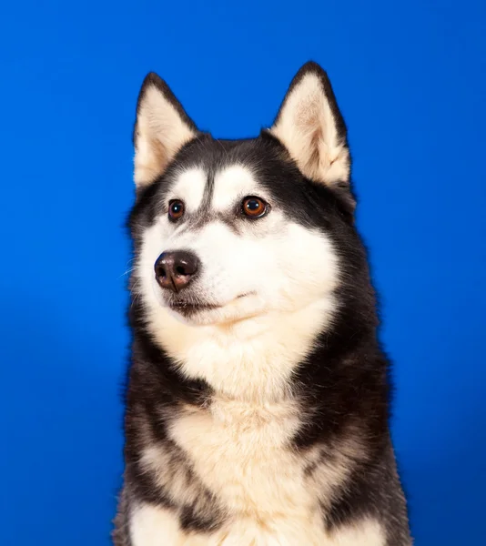 Husky hond — Stockfoto