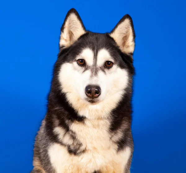 Hunde-Husky — Stockfoto