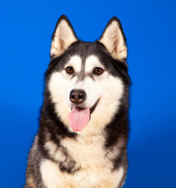 Dog husky — Stock Photo, Image