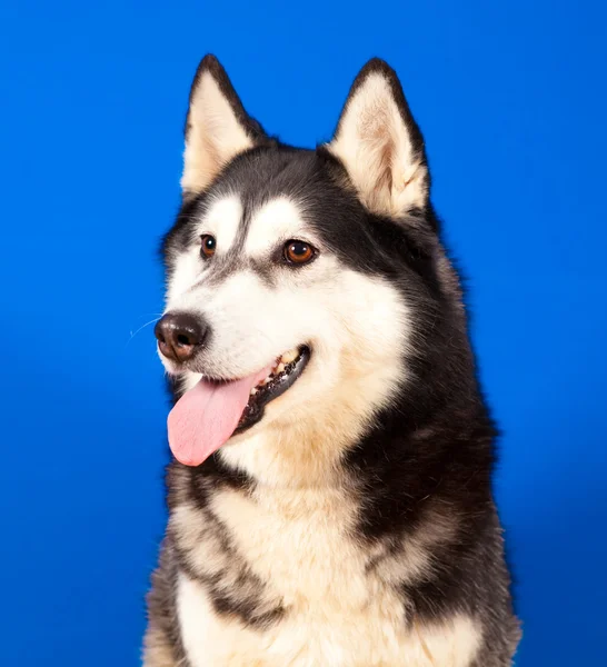 Dog husky — Stock Photo, Image