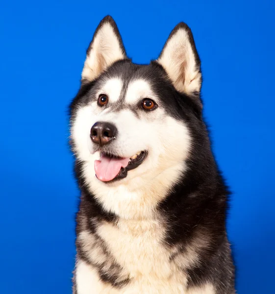 Dog husky — Stock Photo, Image