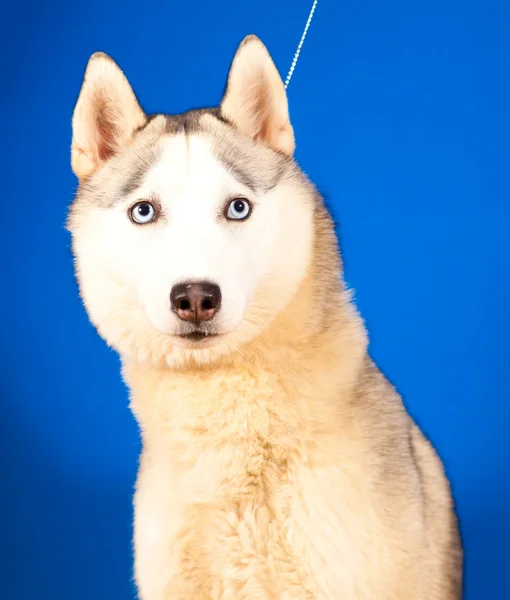 Dog husky — Stock Photo, Image