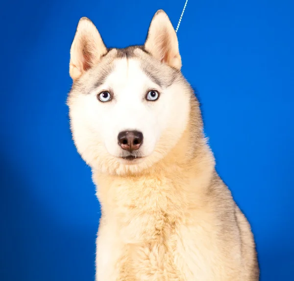 Dog husky — Stock Photo, Image