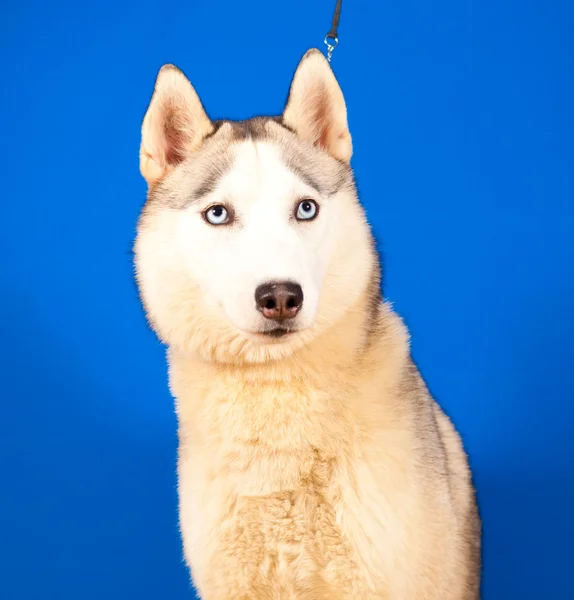 Dog husky — Stock Photo, Image