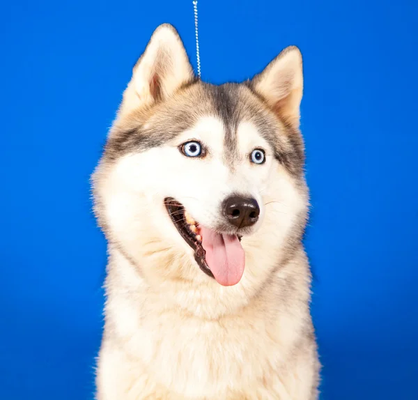 Dog husky — Stock Photo, Image