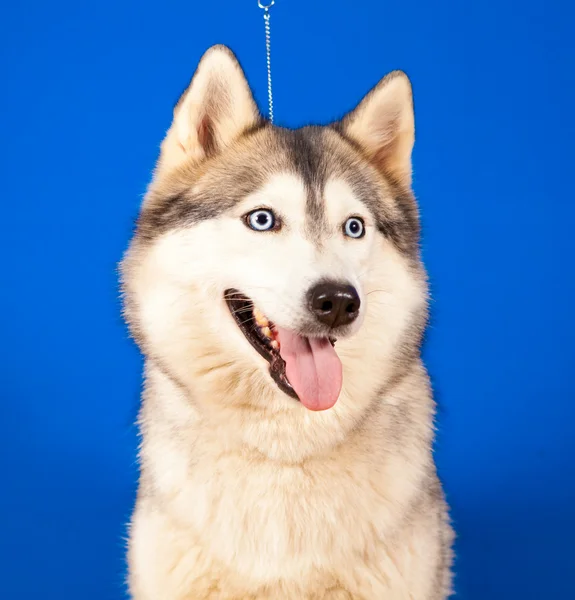 Dog husky — Stock Photo, Image