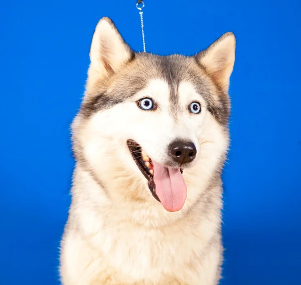 Dog husky — Stock Photo, Image