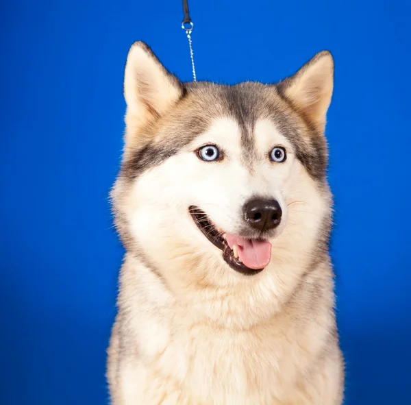 Dog husky — Stock Photo, Image