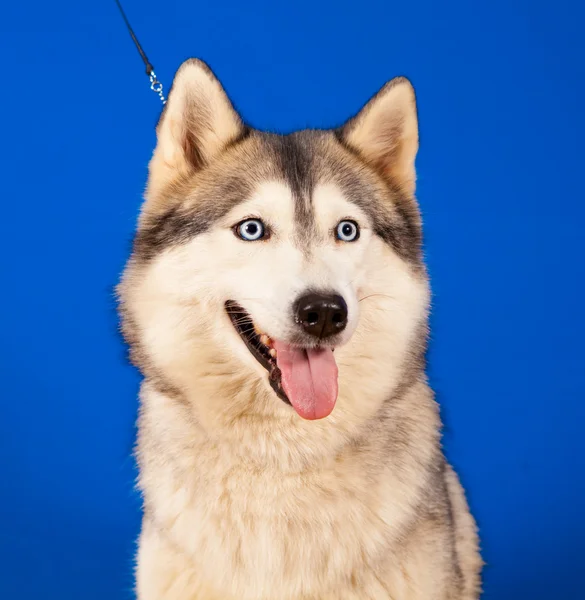 Dog husky — Stock Photo, Image