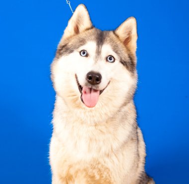 husky köpek