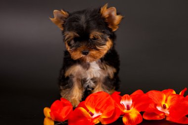 yorkshire Terrier yavrusu