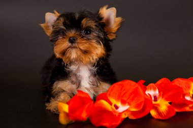 yorkshire Terrier yavrusu