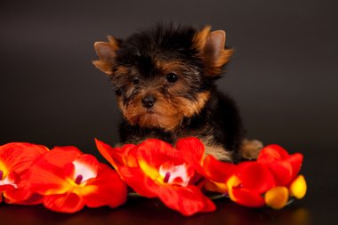 yorkshire Terrier yavrusu