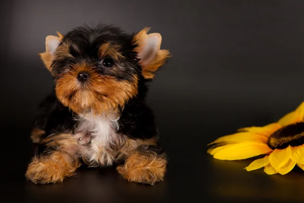 Puppy van een yorkshire Terriër — Stockfoto