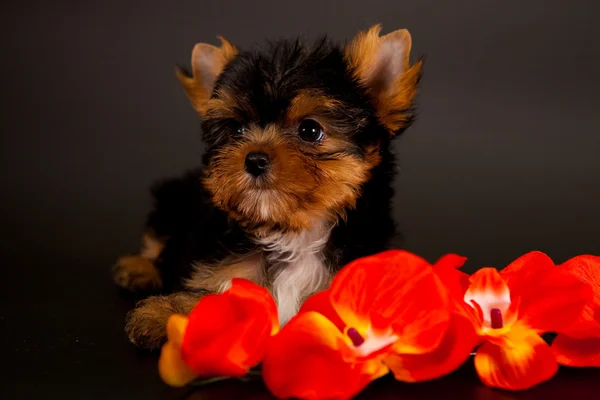 Chiot d'un Yorkshire terrier — Photo