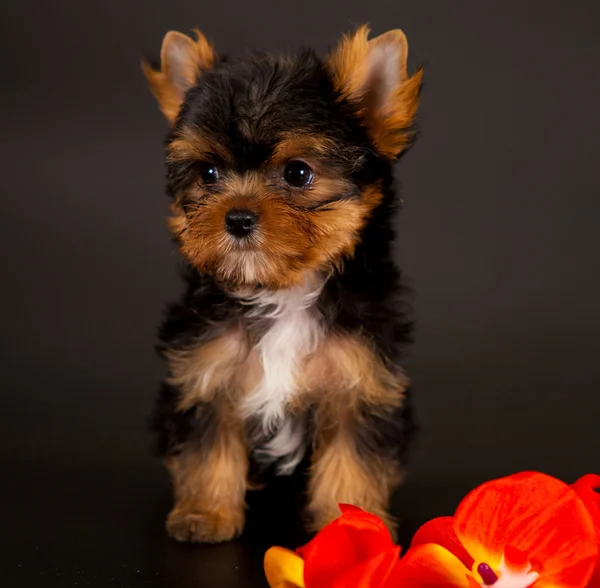 Puppy van een yorkshire Terriër — Stockfoto