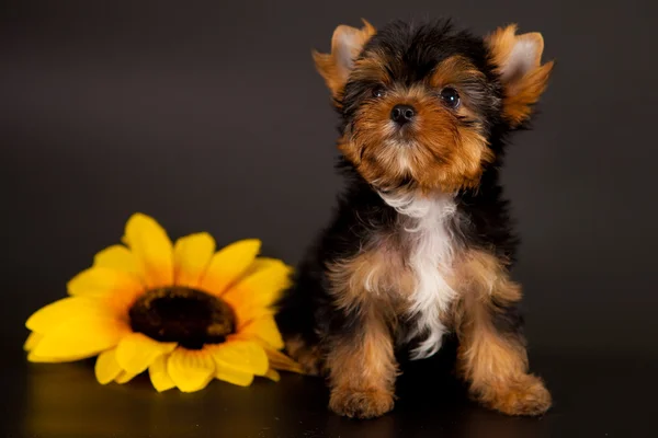 Chiot d'un Yorkshire terrier — Photo