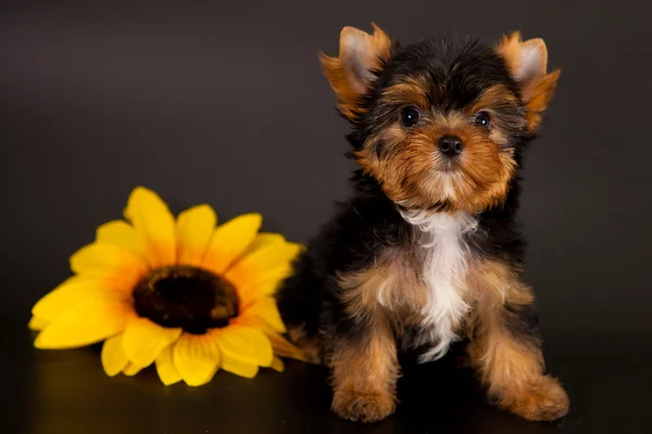 ヨークシャー テリアの子犬 — ストック写真