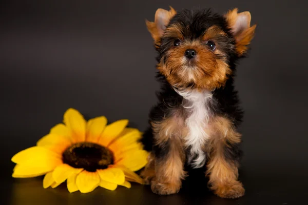 Yorkshire Terrier yavrusu — Stok fotoğraf