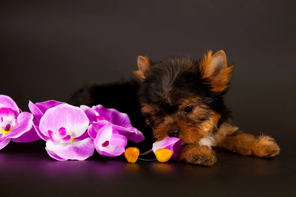 Puppy of a Yorkshire terrier — Stock Photo, Image