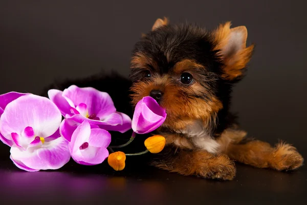 Chiot d'un Yorkshire terrier — Photo