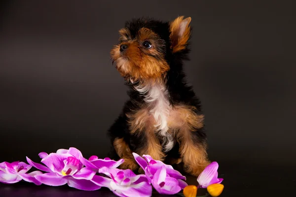 Yorkshire Terrier yavrusu — Stok fotoğraf