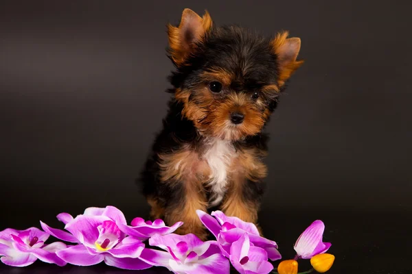 Puppy of a Yorkshire terrier — Stock Photo, Image