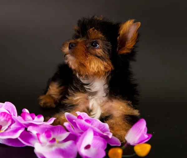 Yorkshire Terrier yavrusu — Stok fotoğraf