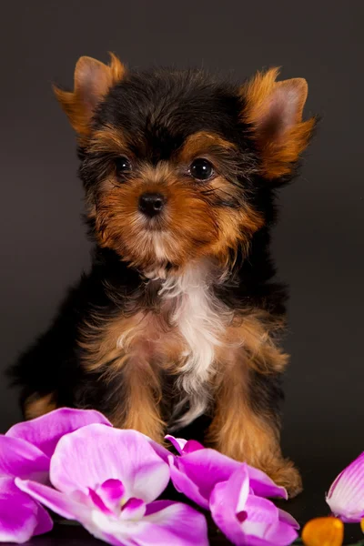 Yorkshire Terrier yavrusu — Stok fotoğraf