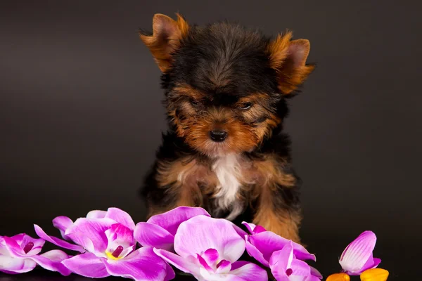 Chiot d'un Yorkshire terrier — Photo