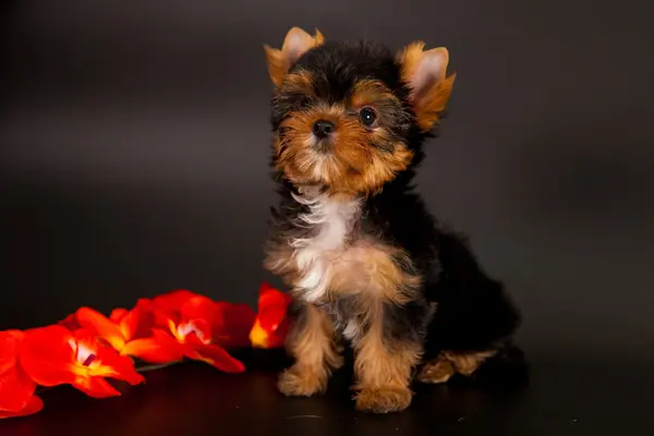 Chiot d'un Yorkshire terrier — Photo