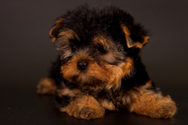 yorkshire Terrier yavrusu