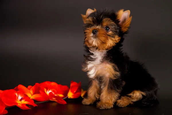 Chiot d'un Yorkshire terrier — Photo