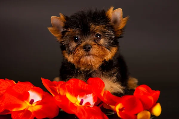 Puppy van een yorkshire Terriër — Stockfoto